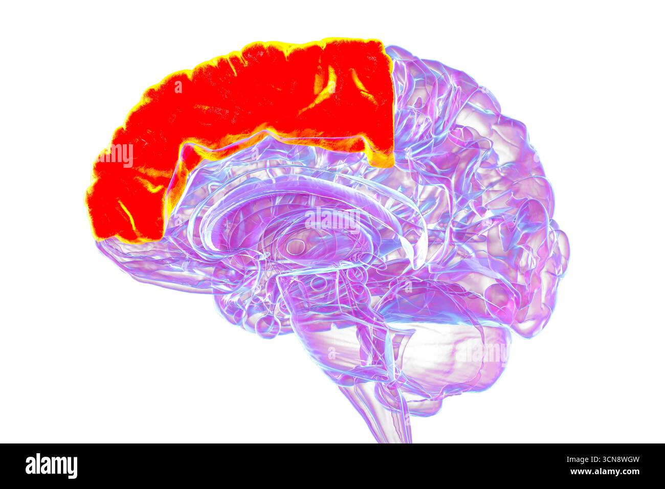 Illustrazione del cervello umano con evidenziato il giro frontale superiore, coinvolto nella consapevolezza di sé, nella memoria di lavoro e collegato alla depressione. Foto Stock