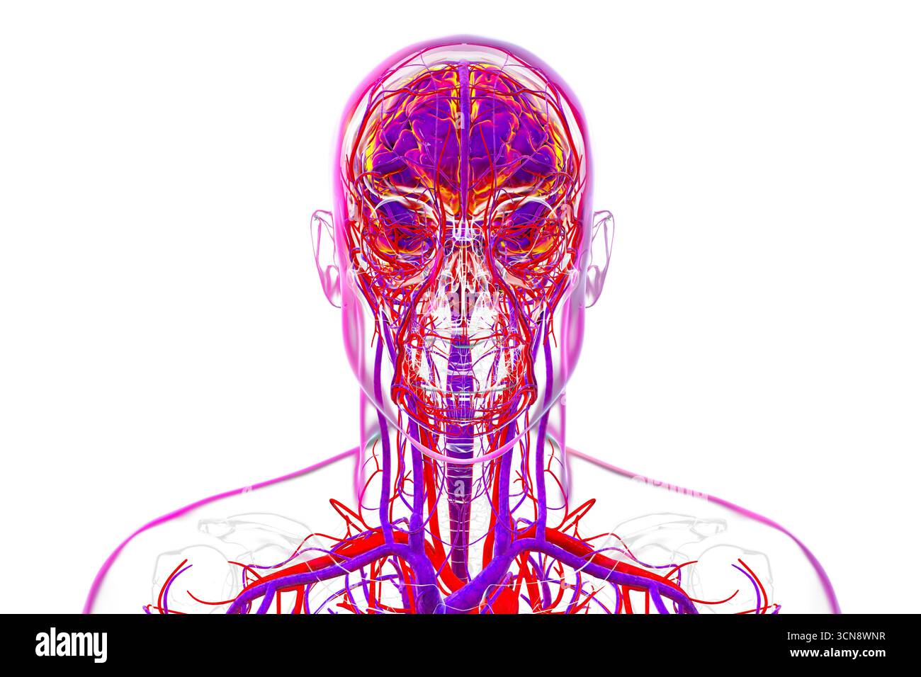 Illustrazione di un cervello umano con vasi sanguigni evidenziati, che mostra l'anatomia dettagliata della circolazione cerebrale con arterie rosse e vene blu. Foto Stock