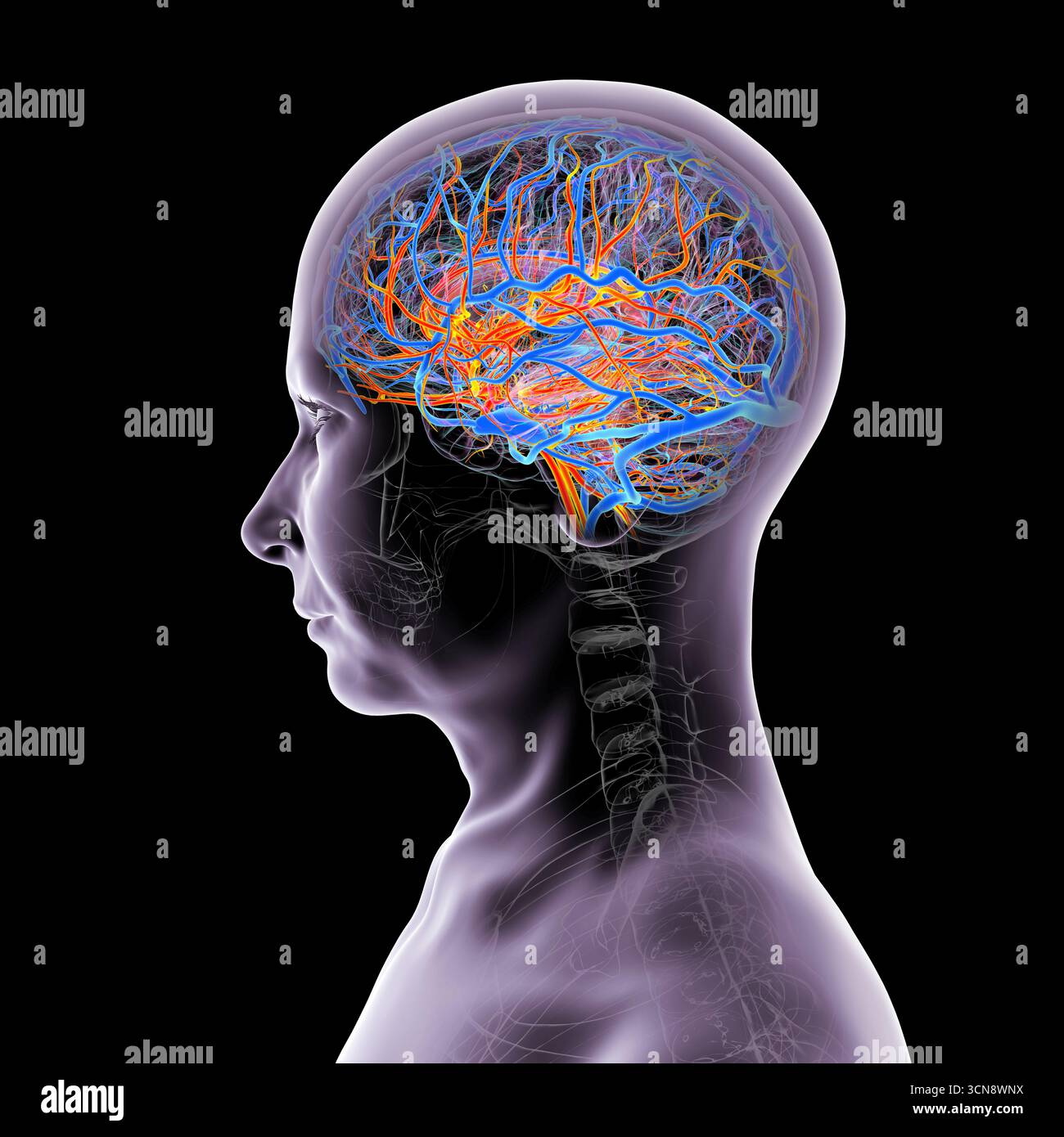 Illustrazione di un cervello umano con vasi sanguigni evidenziati, che mostra l'anatomia dettagliata della circolazione cerebrale con arterie rosse e vene blu. Foto Stock