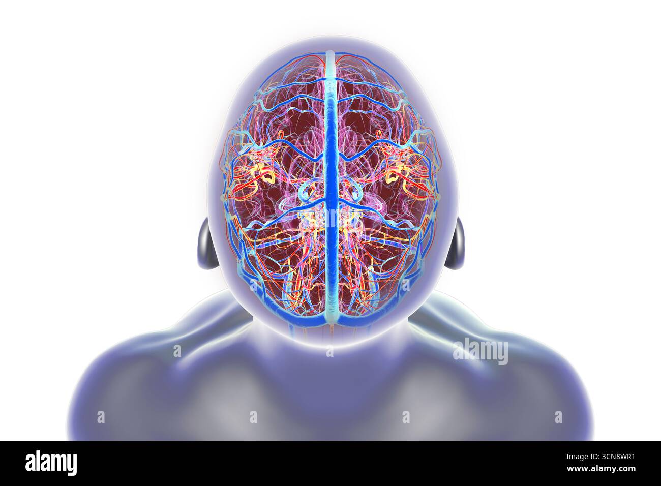 Illustrazione di un cervello umano con vasi sanguigni evidenziati, che mostra l'anatomia dettagliata della circolazione cerebrale con arterie rosse e vene blu. Foto Stock