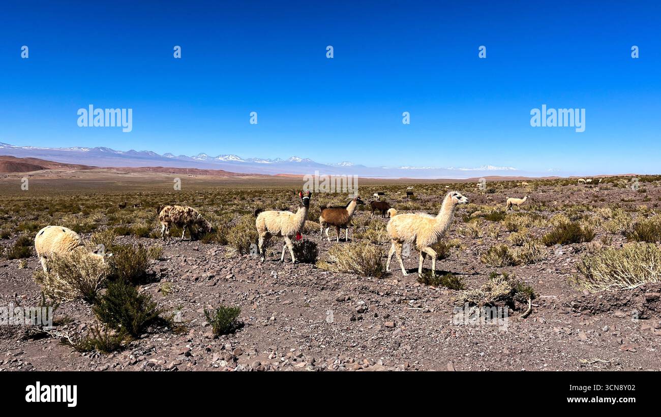 Bellissimi e simpatici lama selvaggi nel deserto di Atacama, nella regione ad alta quota di Antofagasta, vicino a San Pedro de Atacama in Cile. Lama in natura Foto Stock