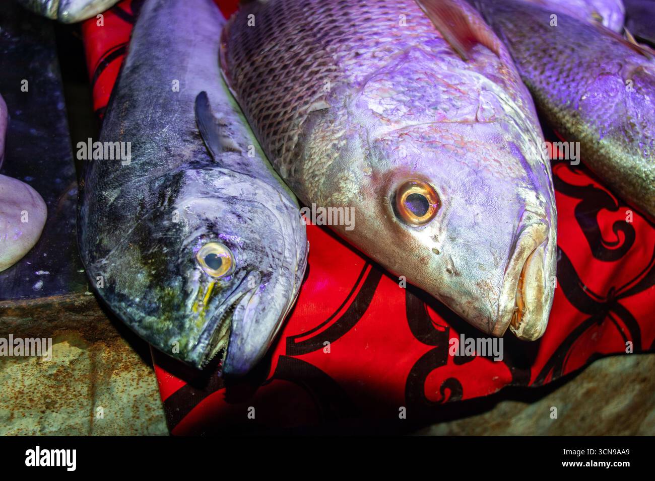 Due lutiani freschi in un mercato di pesce, che mostrano catture di qualità, perfetti per la pesca, l'acquacoltura sostenibile e il contenuto di pesce gourmet Foto Stock