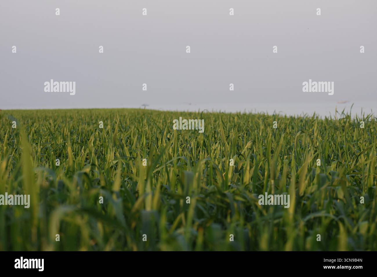 Lush Green Crop Land Under Clear Sky – Fotografia del paesaggio agricolo Foto Stock