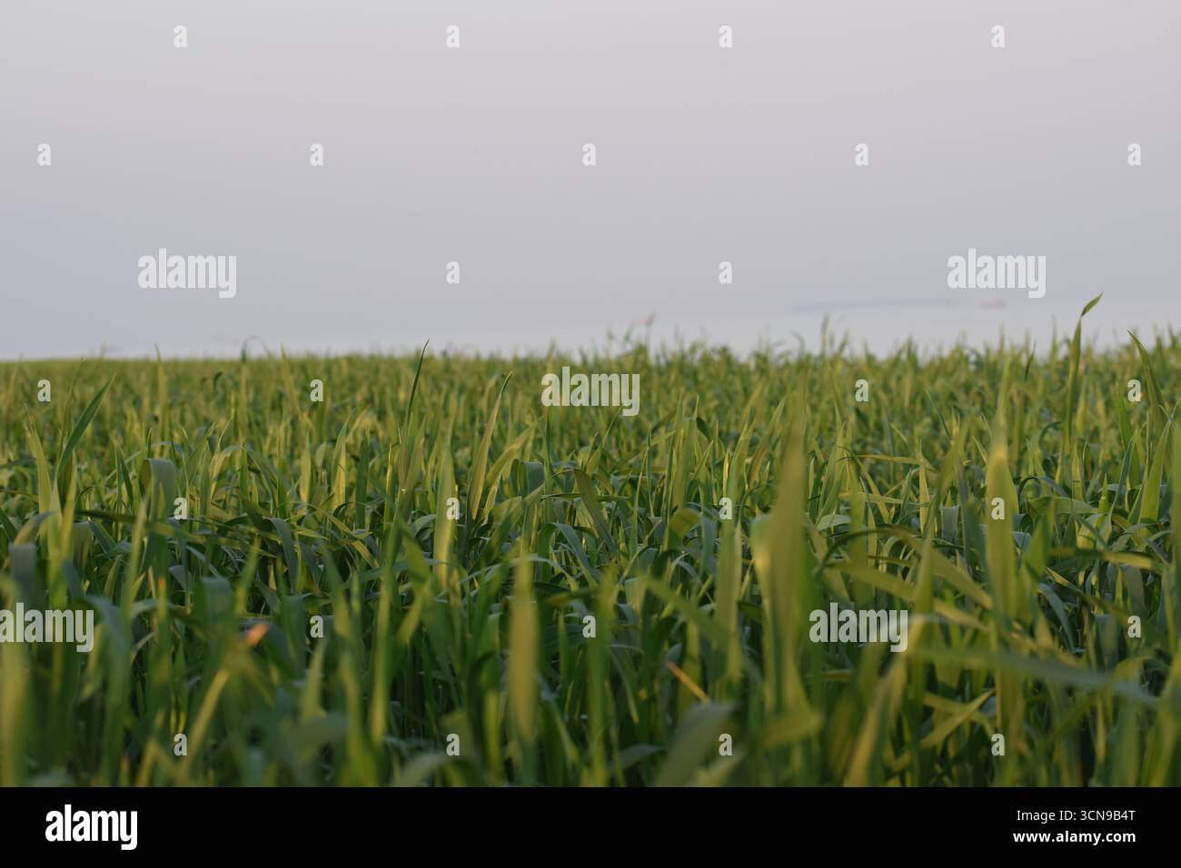 Lush Green Crop Land Under Clear Sky – Fotografia del paesaggio agricolo Foto Stock