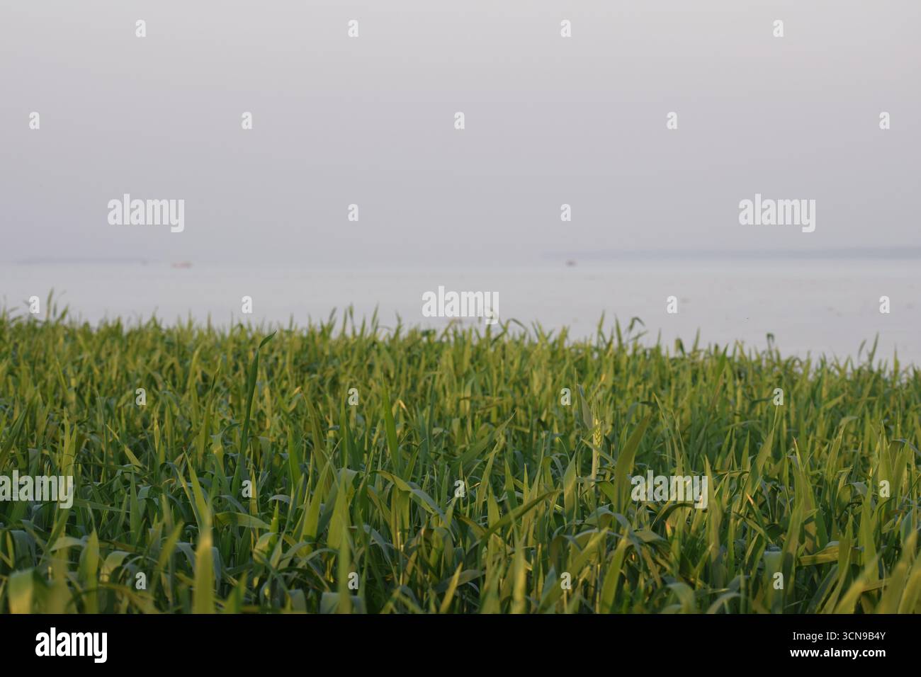 Lush Green Crop Land Under Clear Sky – Fotografia del paesaggio agricolo Foto Stock