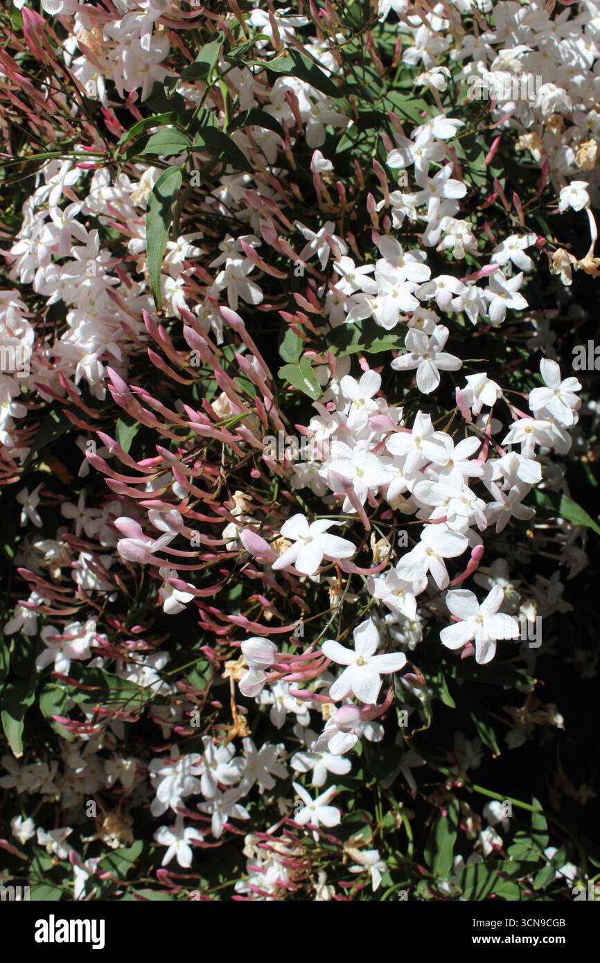Rosa e bianco profumato gelsomino in piena fioritura. Primavera a Melbourne. Foto Stock