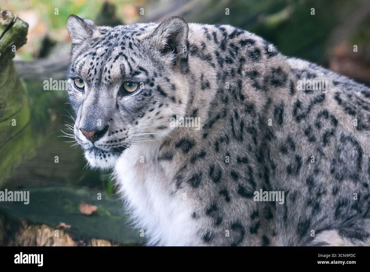 Primo piano di un leopardo delle nevi (Panthera uncia) appoggiato accanto a un tronco Foto Stock