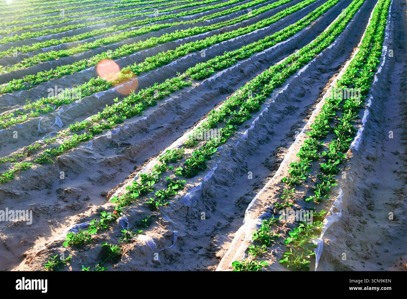 Le viti e le foglie di patate sono piantate in modo ordinato e ricoperte di pellicola di plastica. Foto Stock