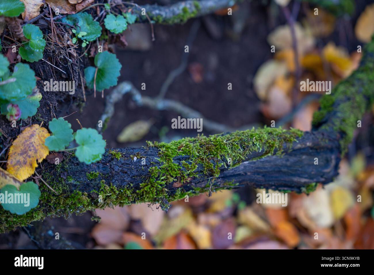 Il tronco coperto di muschio giace sul terreno della foresta. Tronco in decomposizione ricoperto di muschio verde vibrante in una foresta. Primo piano Foto Stock