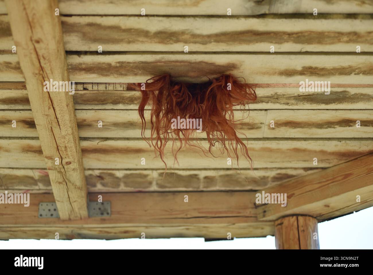 Capelli rossi di una donna che sporgono attraverso una fessura in un rustico soffitto di legno Foto Stock
