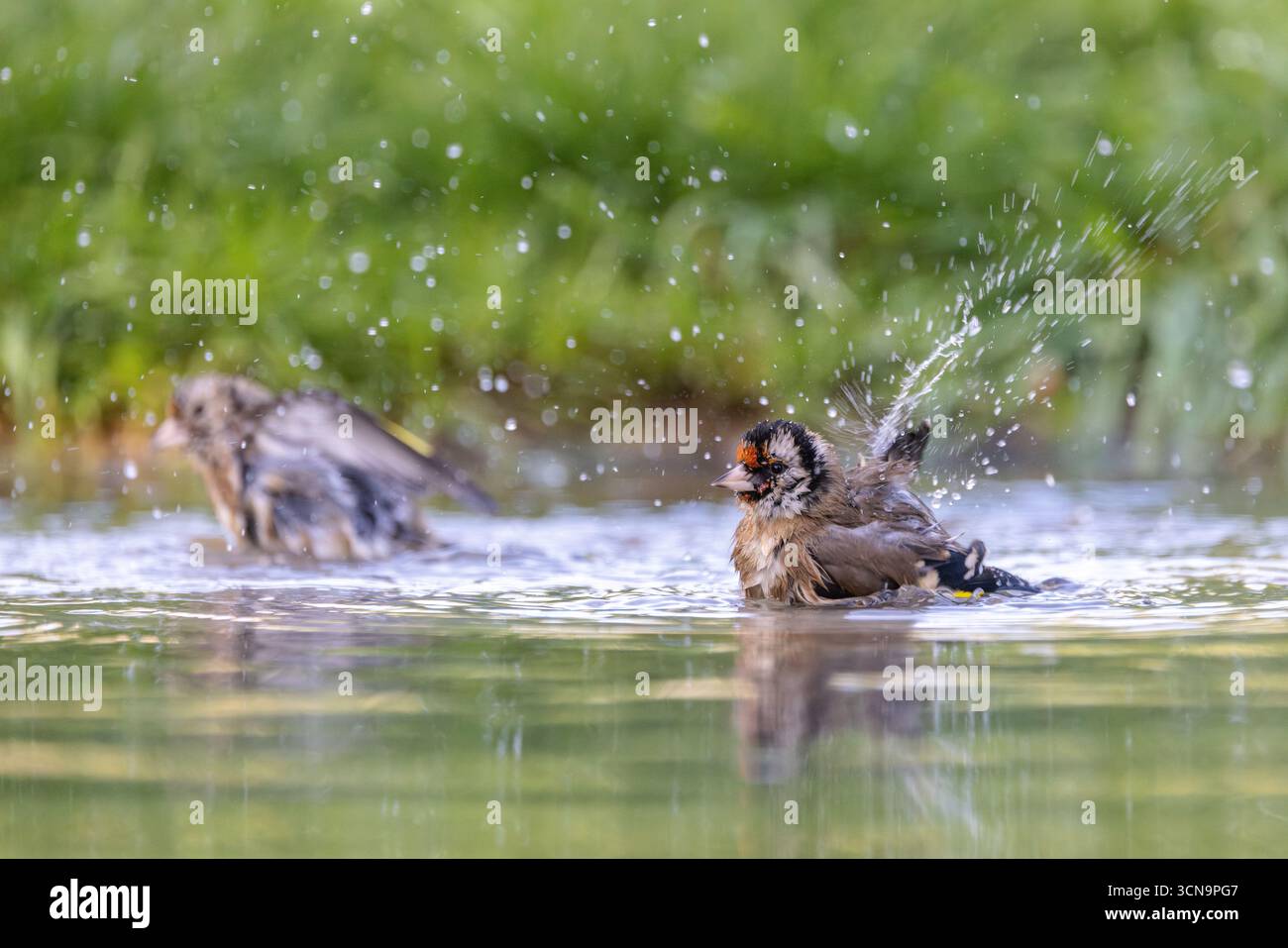 Goldfinches europee (Carduelis carduelis) che fanno il bagno in uno stagno Foto Stock