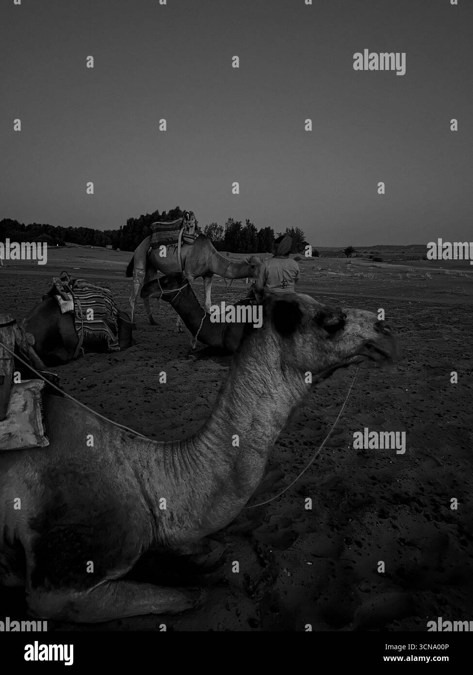Dromedari che si appoggiano sulle dune sabbiose di Douz nel deserto tunisino durante il tramonto Foto Stock