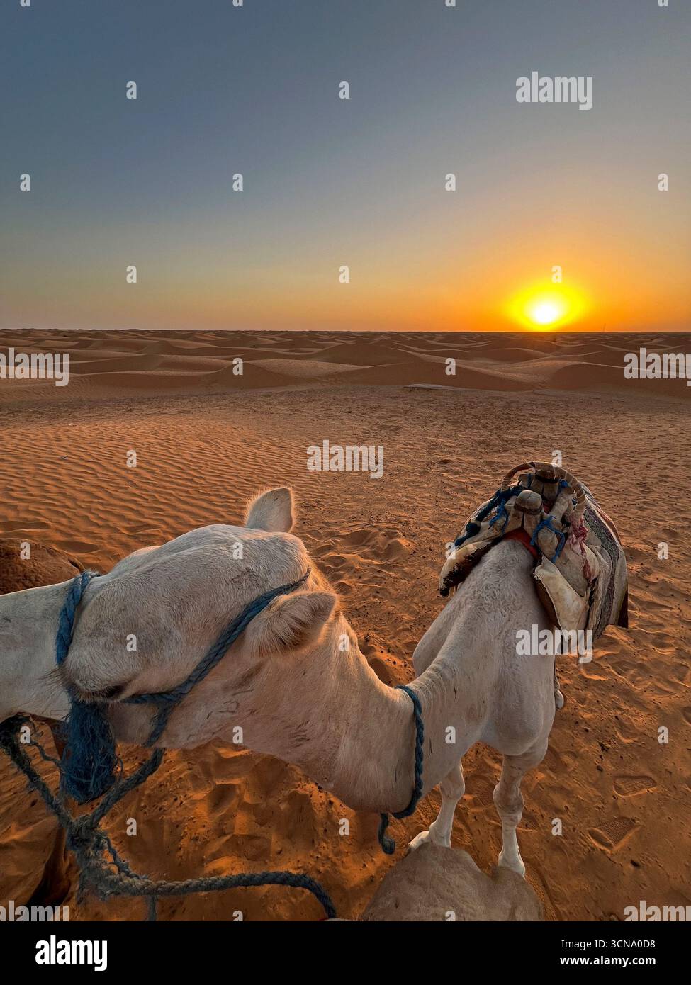 Dromedari che si appoggiano sulle dune sabbiose di Douz nel deserto tunisino durante il tramonto Foto Stock
