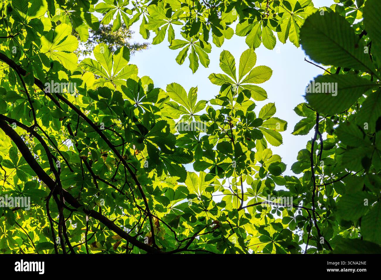 Aesculus hippocastanum, il castagno lussureggiante foglie verdi sullo sfondo blu del cielo nel Parco reale delle terme di Varsavia (Lazienki Krolewskie) a Varsavia. Foto Stock