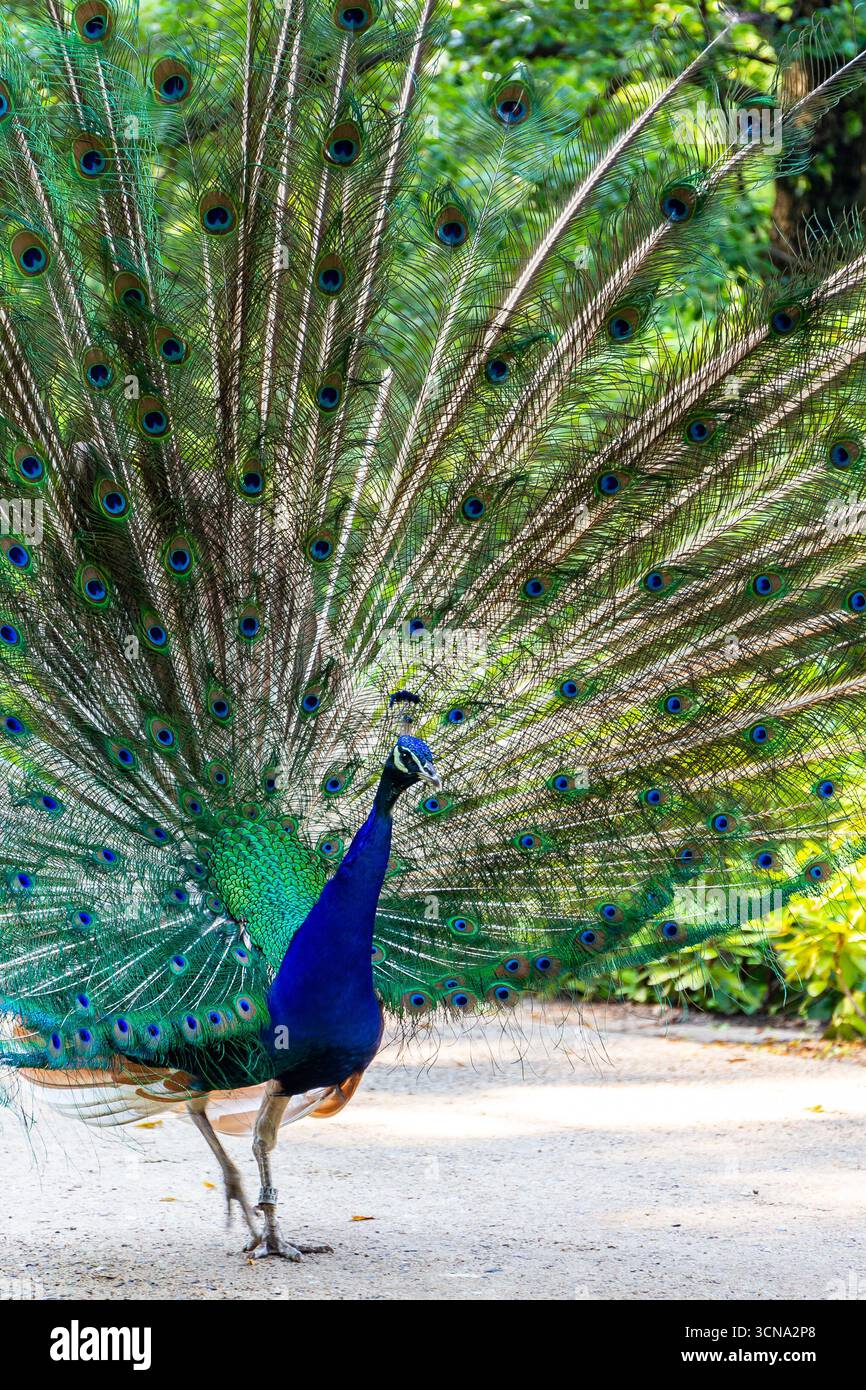 Uccelli indiani (Pavo cristatus), noti anche come uccelli comuni o uccelli blu che mostrano piume e colorati pavoni nel Parco reale delle terme di Varsavia Foto Stock