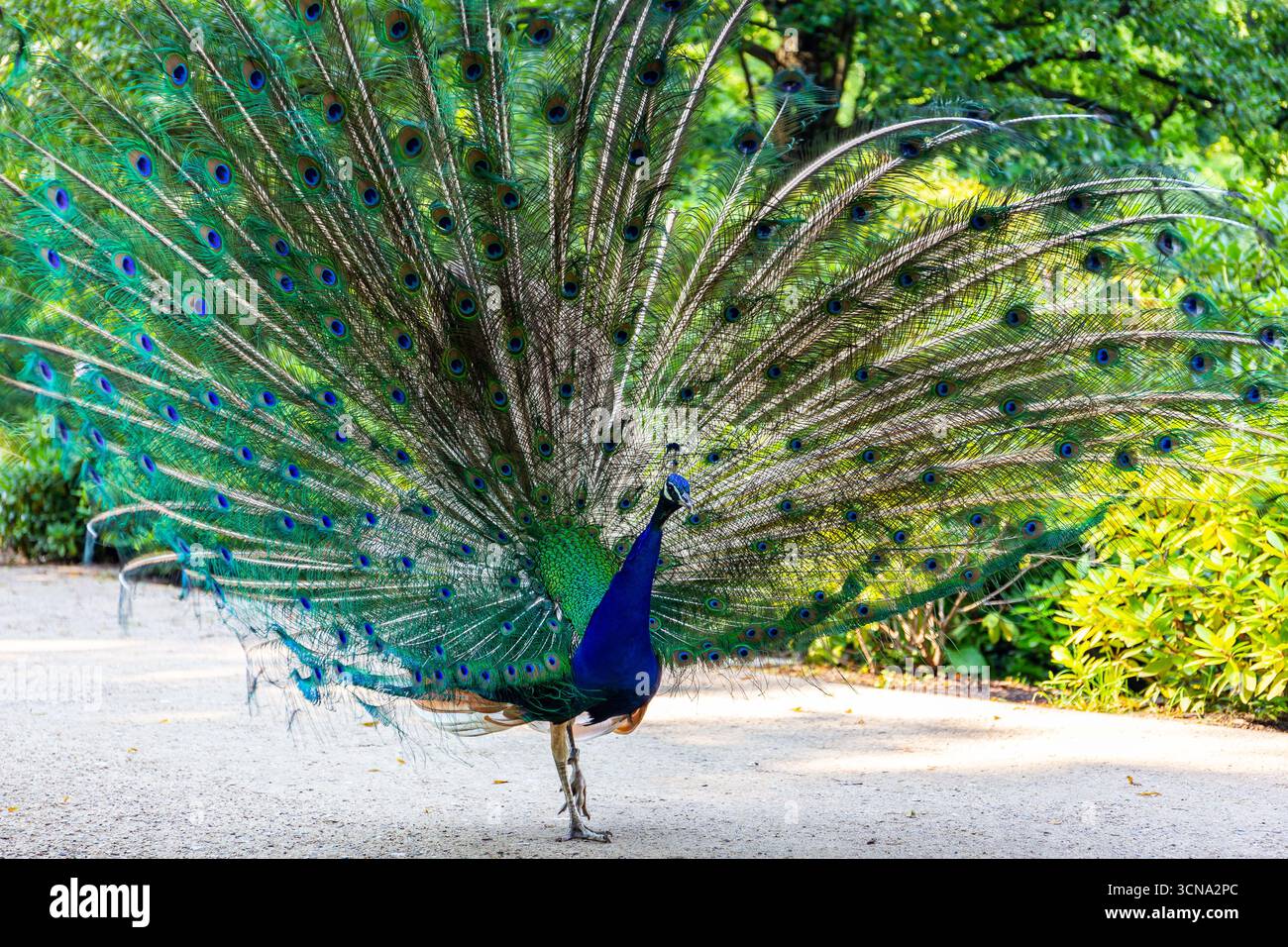 Uccelli indiani (Pavo cristatus), noti anche come uccelli comuni o uccelli blu che mostrano piume e colorati pavoni nel Parco reale delle terme di Varsavia Foto Stock