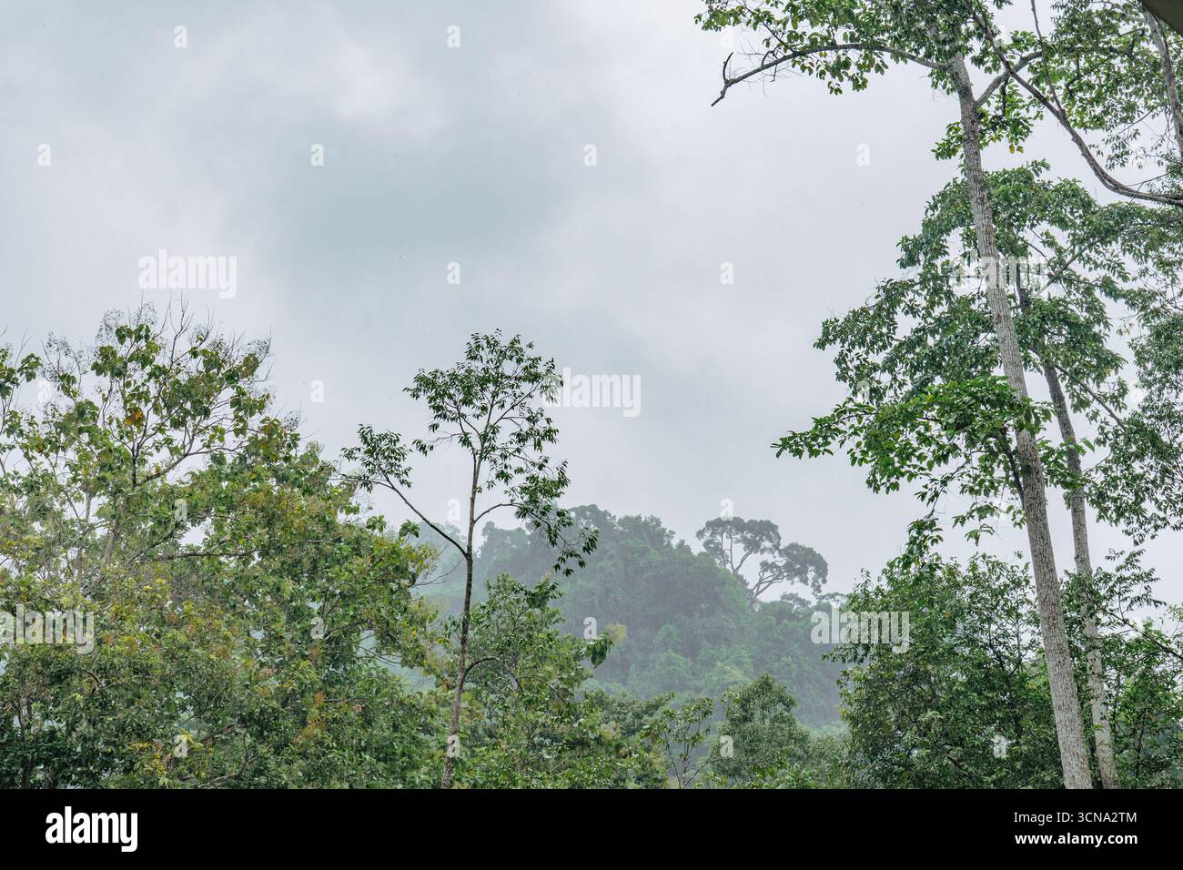 Uno scatto panoramico orizzontale che guarda in alto verso una fitta foresta pluviale tropicale. L'immagine è incorniciata dalla sommità di grandi alberi lussureggianti con un folto fogliame nella f Foto Stock Uno scatto panoramico orizzontale che guarda in alto verso una fitta foresta pluviale tropicale. L'immagine è incorniciata dalla sommità di grandi alberi lussureggianti con un folto fogliame nella f Foto Stock