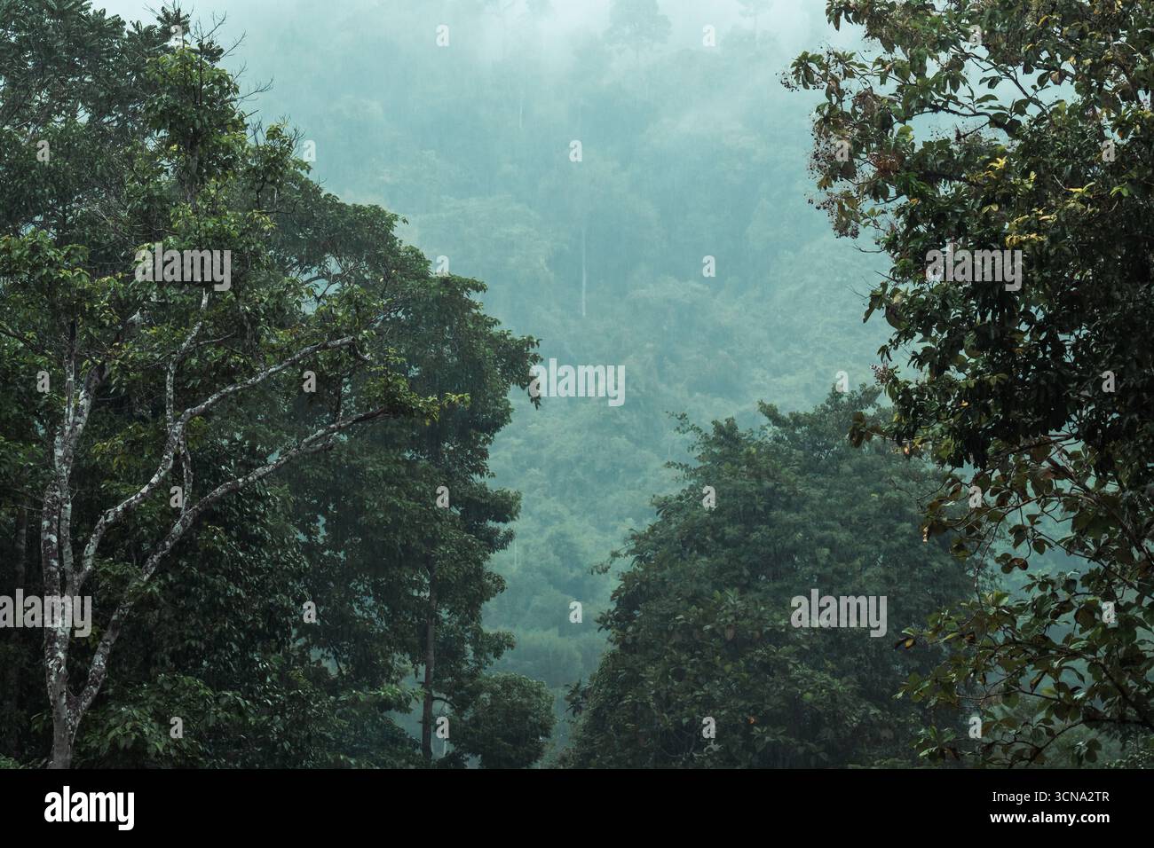 Una foto nebbiosa e suggestiva di una lussureggiante e densa foresta pluviale tropicale. Tranquillità e bellezza naturale. Foto Stock