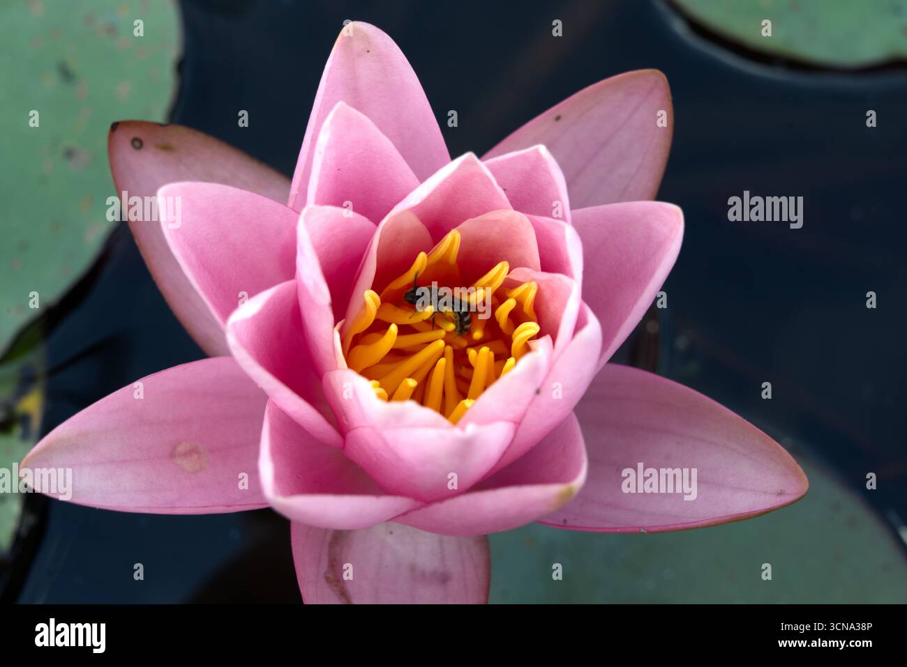 Una singola ninfea rosa con un'ape che riposa nel suo centro giallo brillante, galleggiante su uno stagno scuro con tamponi di giglio verdi. Foto Stock