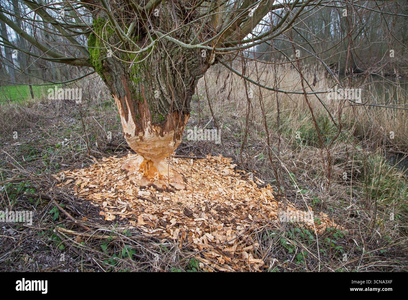 Tronco di albero spesso di salice pollard che mostra segni di denti e trucioli di legno da gnawing di castoro eurasiatico (fibra di Castor), Zevergem, Fiandre Orientali, Belgio Foto Stock
