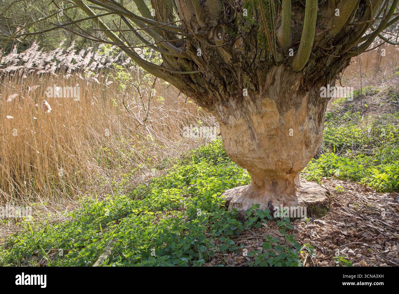 Tronco di albero spesso di salice pollard che mostra segni di denti e trucioli di legno da gnawing di castoro eurasiatico (fibra di Castor), Zevergem, Fiandre Orientali, Belgio Foto Stock