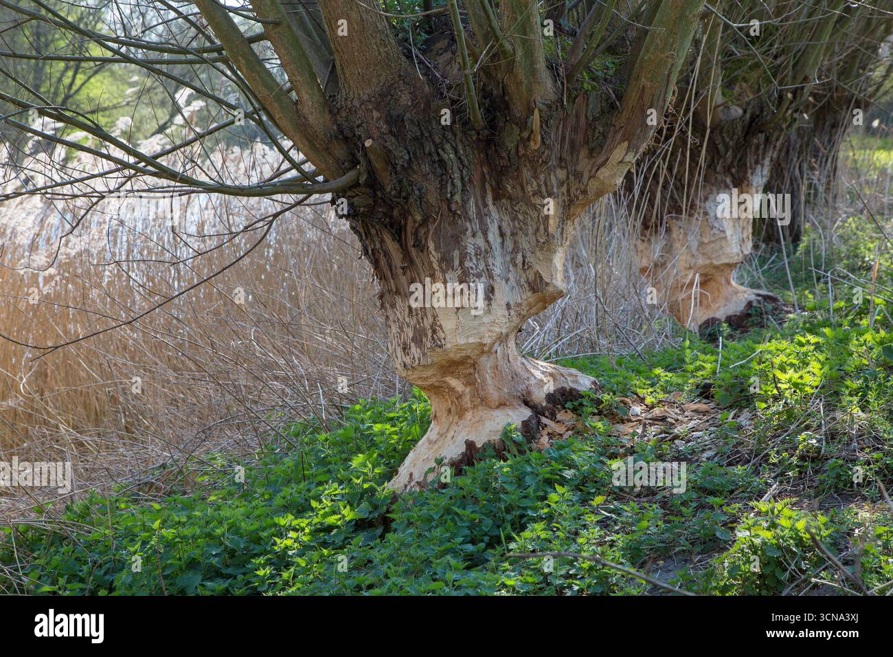 Due tronchi d'albero di salici pollardi che mostrano segni di denti e trucioli di legno provenienti dalla rognatura del castoro eurasiatico (fibra di Castor), Zevergem, Fiandre orientali, Belgio Foto Stock