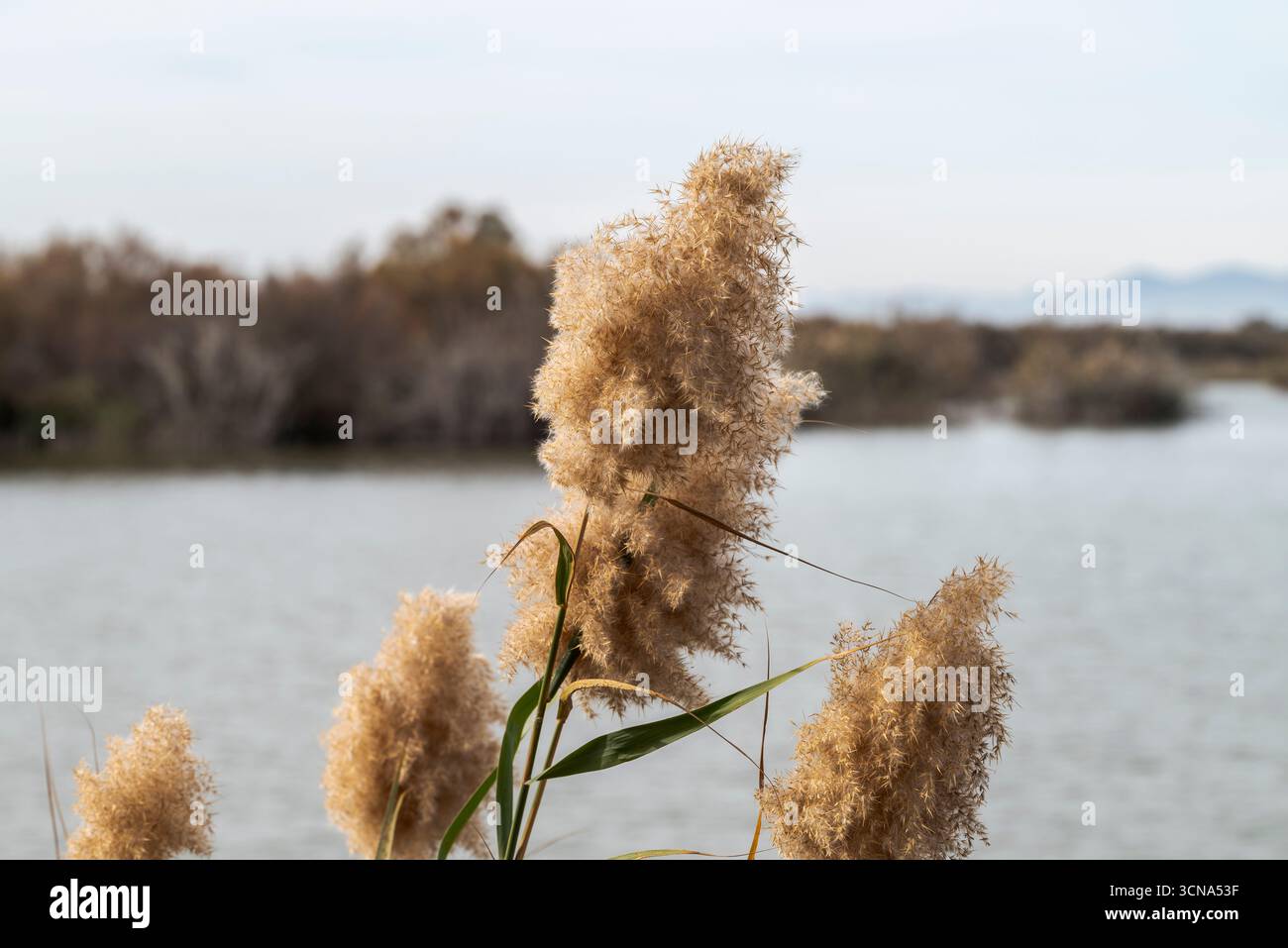 Primo piano di un'infiorescenza di canne comuni, Phragmites australis, vicino a una zona umida, con toni marroni tenui e acqua offuscata e vegetazione nel dorso Foto Stock