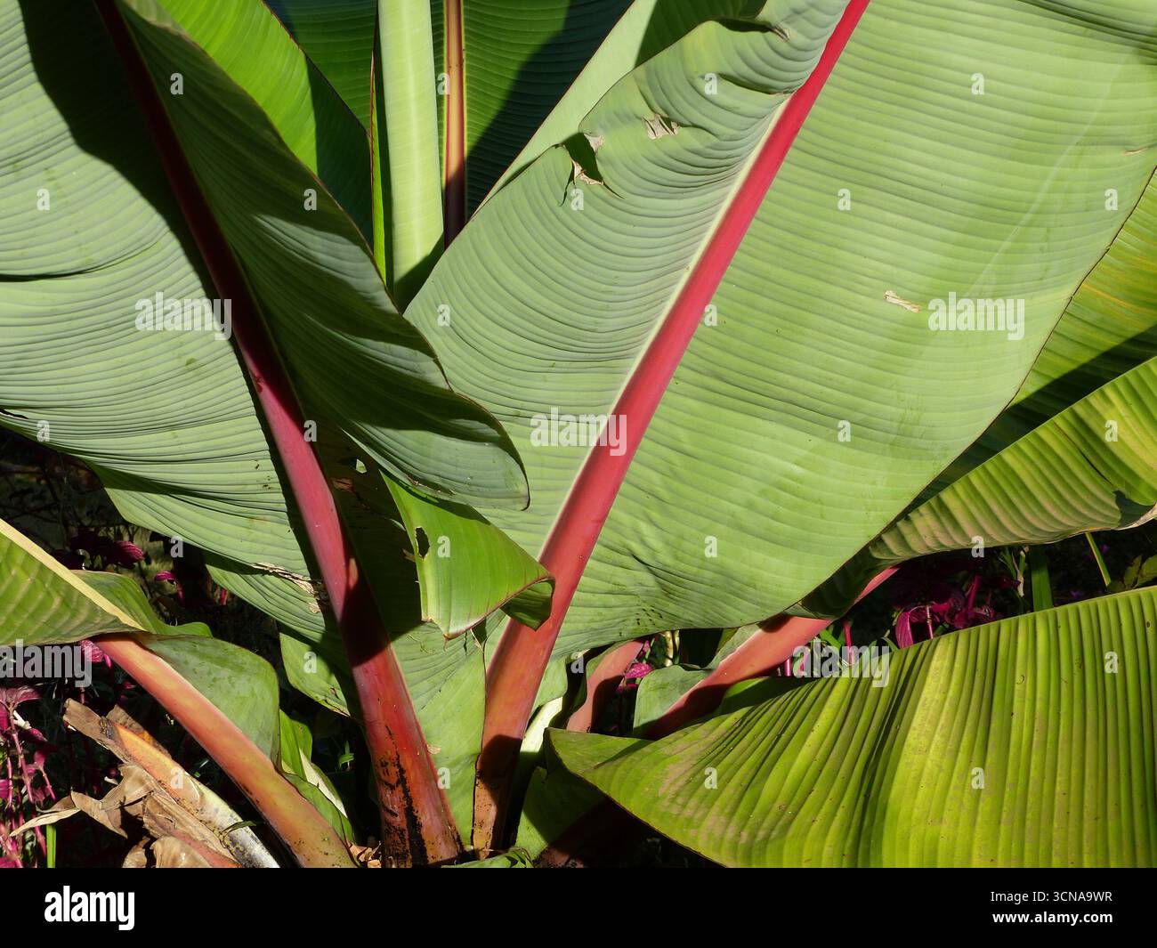 Primo piano di un albero di banana con foglie verdi fresche e uno stelo rosso su sfondo naturale Foto Stock