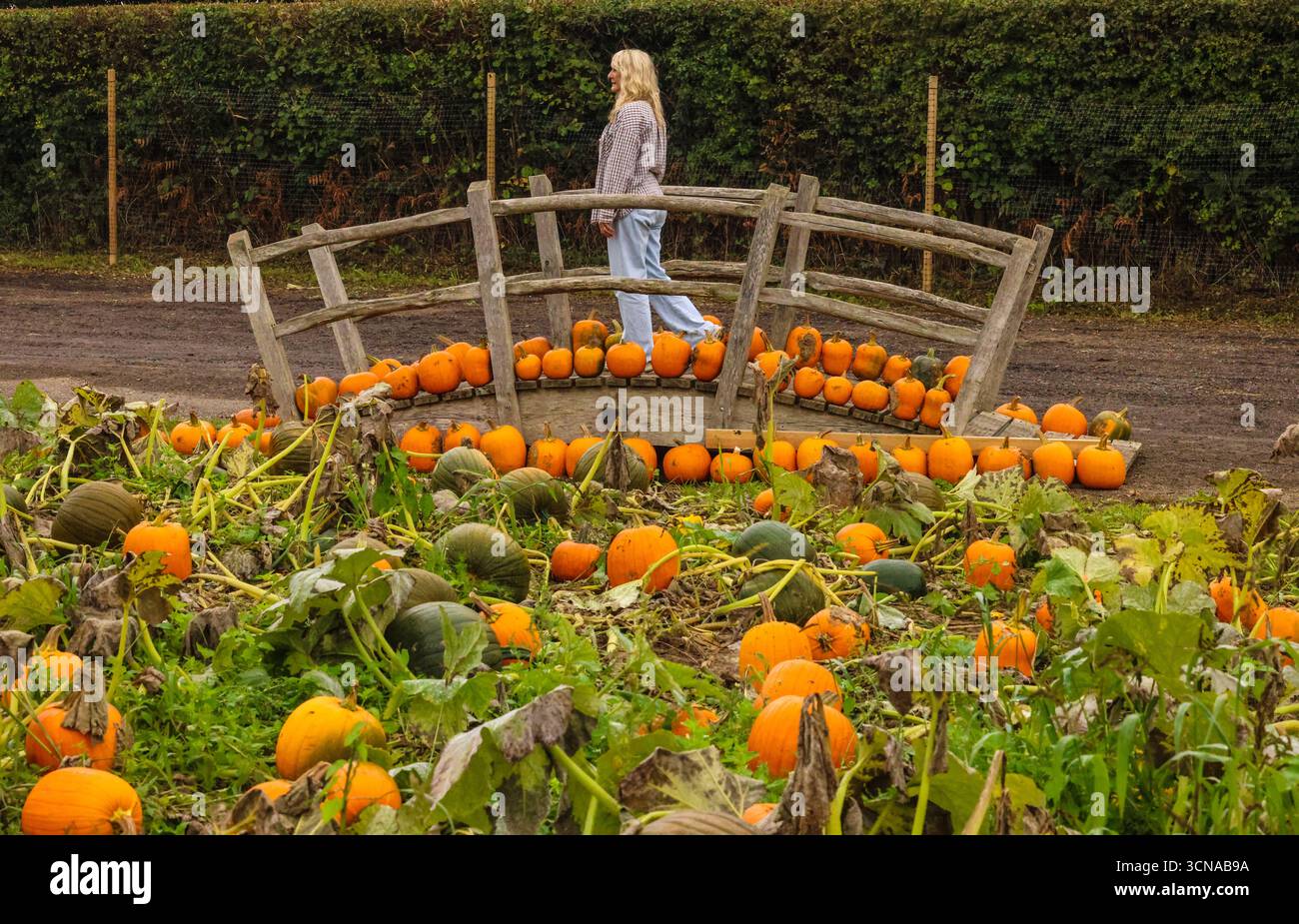 Tulleys Farm West Sussex Inghilterra 20 set 2025 il festival stagionale della zucca prende il via oggi, con campi pieni di zucche e opportunità fotografiche.20 set 2025 fine ottobre Paul Quezada Neiman/Alamy Live News Foto Stock