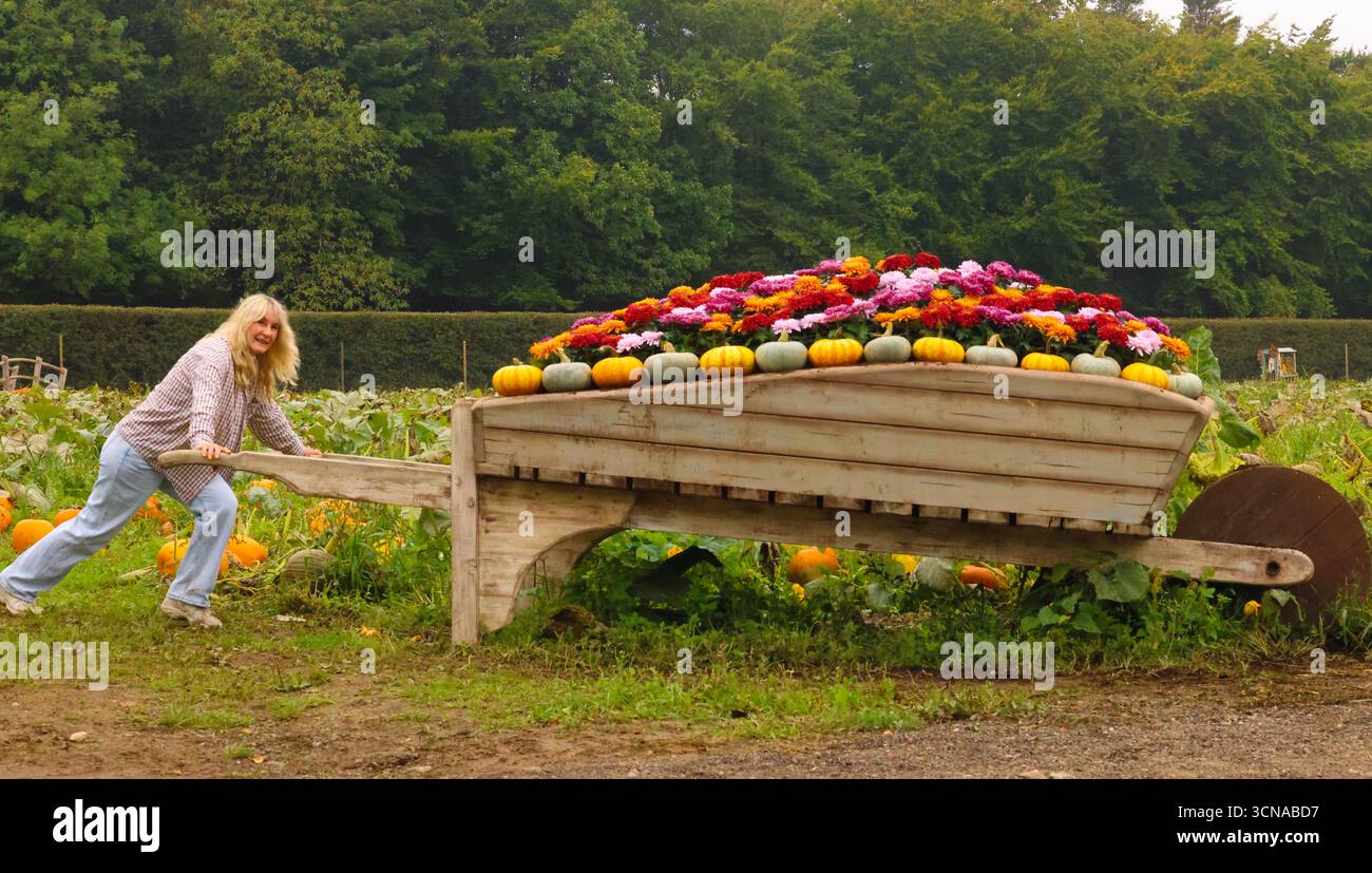 Tulleys Farm West Sussex Inghilterra 20 set 2025 il festival stagionale della zucca prende il via oggi, con campi pieni di zucche e opportunità fotografiche.20 set 2025 fine ottobre Paul Quezada Neiman/Alamy Live News Foto Stock