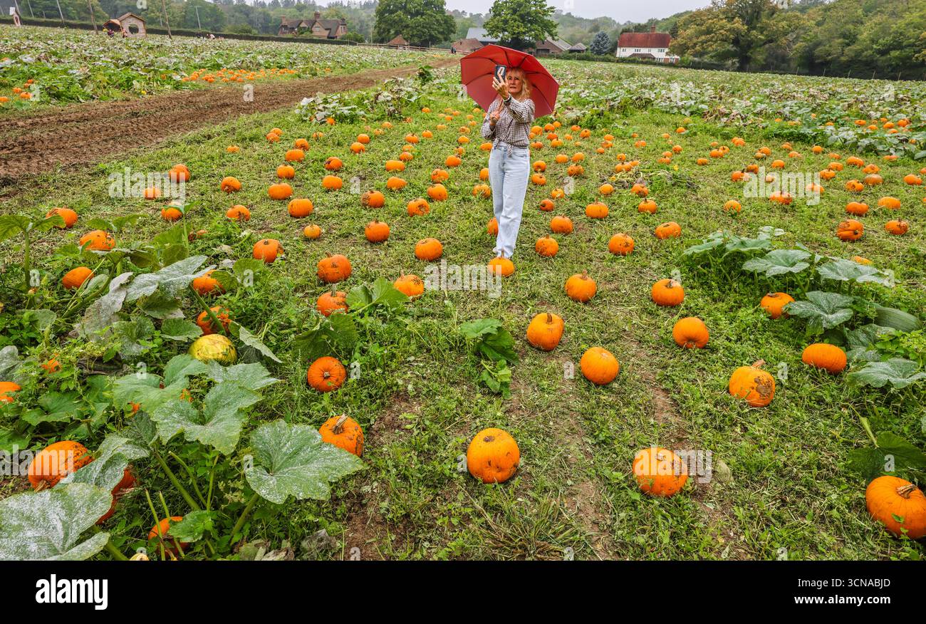Tulleys Farm West Sussex Inghilterra 20 set 2025 il festival stagionale della zucca prende il via oggi, con campi pieni di zucche e opportunità fotografiche.20 set 2025 fine ottobre Paul Quezada Neiman/Alamy Live News Foto Stock