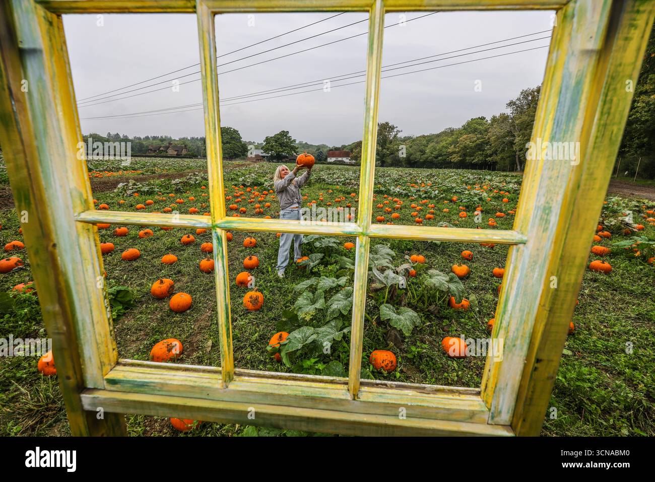 Tulleys Farm West Sussex Inghilterra 20 set 2025 il festival stagionale della zucca prende il via oggi, con campi pieni di zucche e opportunità fotografiche.20 set 2025 fine ottobre Paul Quezada Neiman/Alamy Live News Foto Stock
