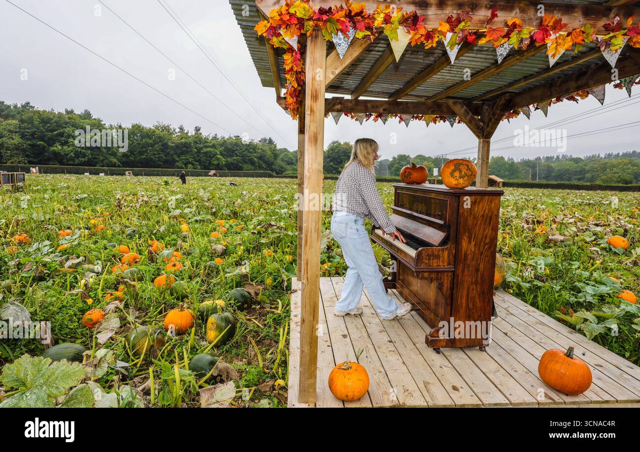 Tulleys Farm West Sussex Inghilterra 20 set 2025 il festival stagionale della zucca prende il via oggi, con campi pieni di zucche e opportunità fotografiche.20 set 2025 fine ottobre Paul Quezada Neiman/Alamy Live News Foto Stock