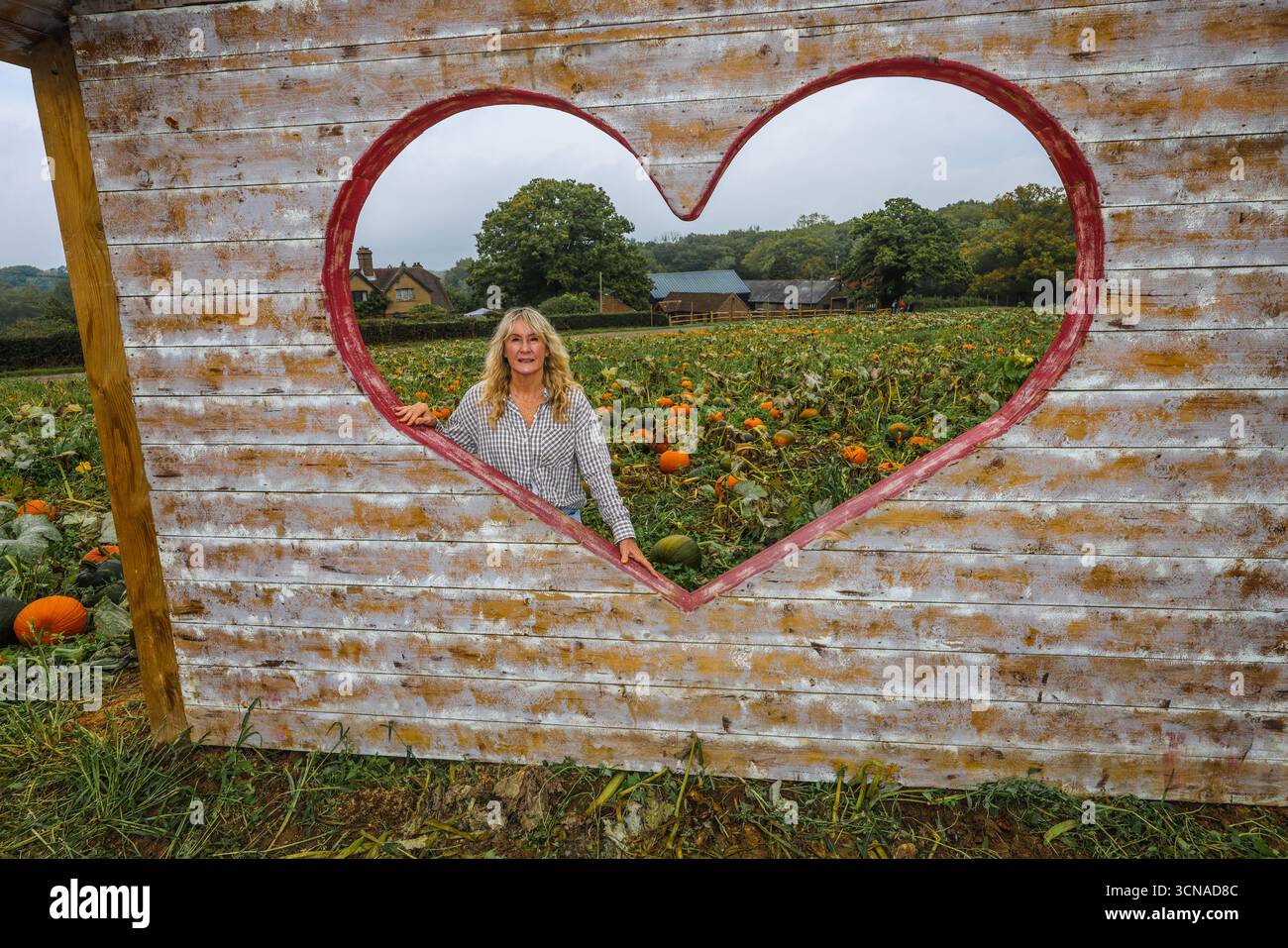 Tulleys Farm West Sussex Inghilterra 20 set 2025 il festival stagionale della zucca prende il via oggi, con campi pieni di zucche e opportunità fotografiche.20 set 2025 fine ottobre Paul Quezada Neiman/Alamy Live News Foto Stock