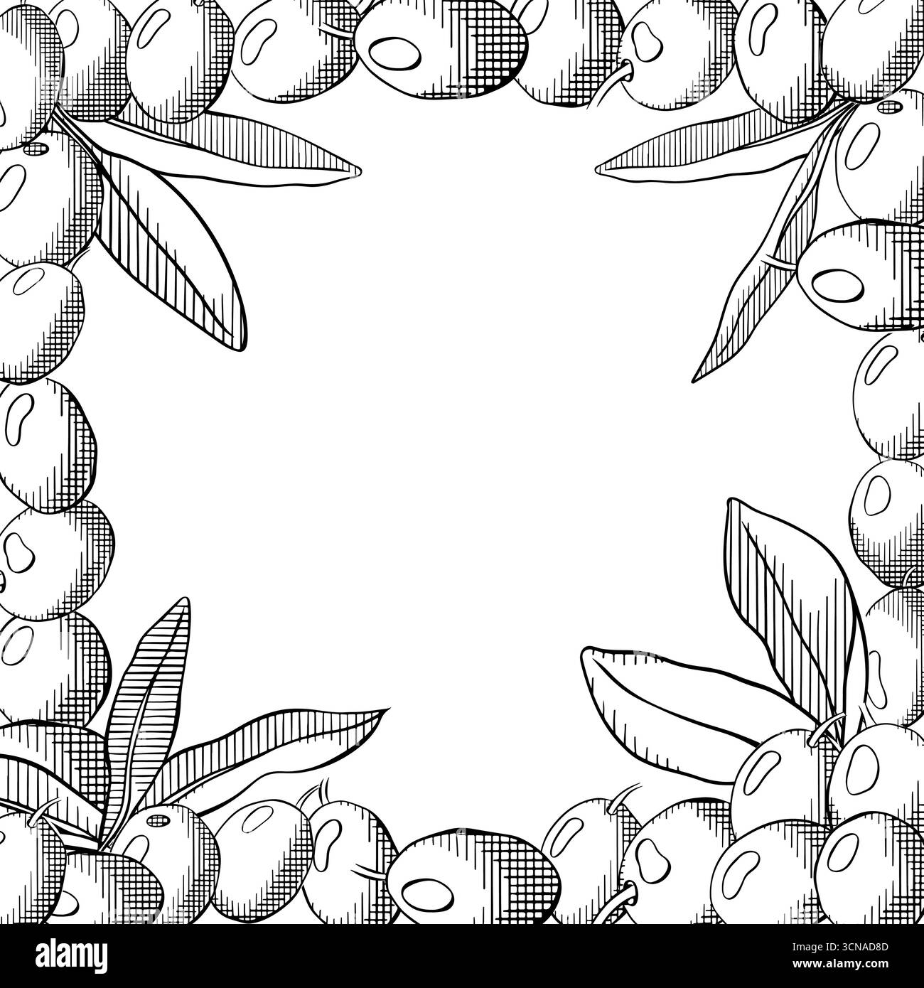 Sfondo di olive. Modello cornice quadrata con foglie e frutti di oliva. Illustrazione in bianco e nero con inchiostro a linee grafiche vettoriali. Menu di piatti mediterranei Illustrazione Vettoriale