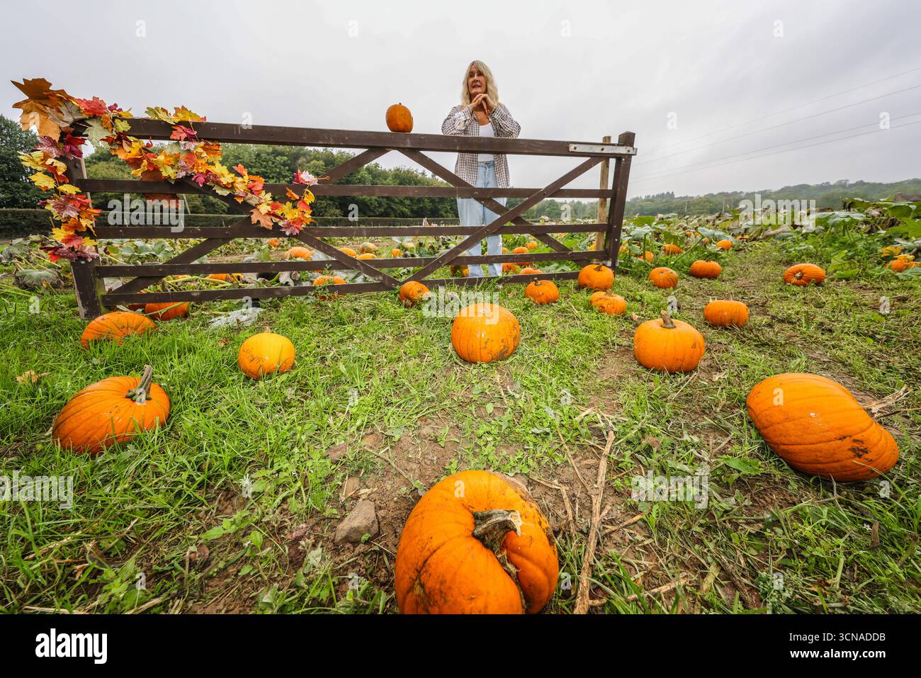 Tulleys Farm West Sussex Inghilterra 20 set 2025 il festival stagionale della zucca prende il via oggi, con campi pieni di zucche e opportunità fotografiche.20 set 2025 fine ottobre Paul Quezada Neiman/Alamy Live News Foto Stock