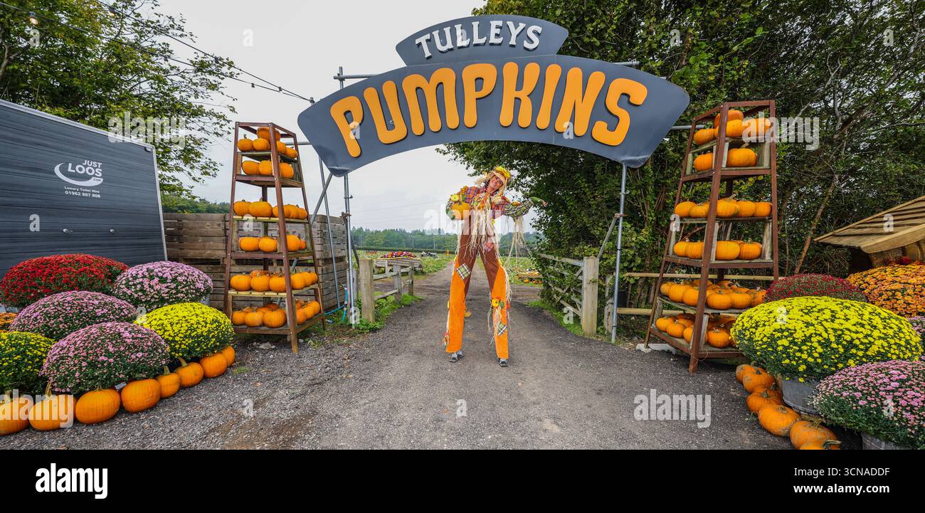 Tulleys Farm West Sussex Inghilterra 20 set 2025 il festival stagionale della zucca prende il via oggi, con campi pieni di zucche e opportunità fotografiche.20 set 2025 fine ottobre Paul Quezada Neiman/Alamy Live News Foto Stock
