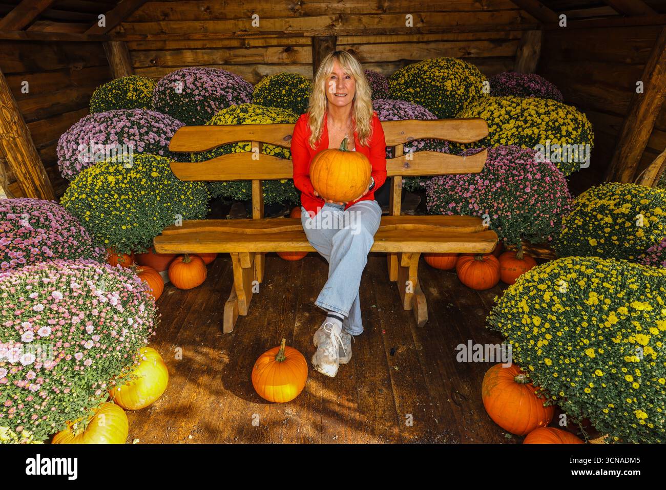 Tulleys Farm West Sussex Inghilterra 20 set 2025 il festival stagionale della zucca prende il via oggi, con campi pieni di zucche e opportunità fotografiche.20 set 2025 fine ottobre Paul Quezada Neiman/Alamy Live News Foto Stock