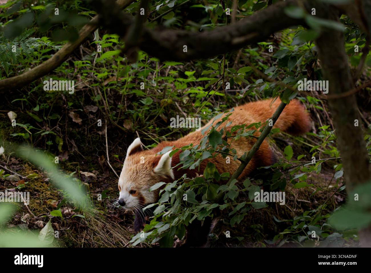 Un grazioso Red Panda, con una bellissima pelliccia rossa di zenzero, si aggira attraverso il sottobosco, mostrando il volto e le orecchie Foto Stock