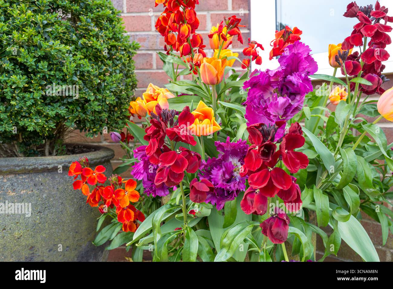 Una colorata mostra di fiori rossi viola e arancioni e tulipani accanto alla porta d'ingresso accanto a una scatola in vaso di piante di buxus Foto Stock