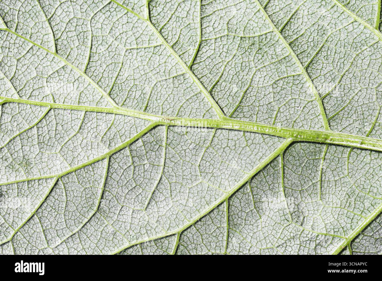 Primo piano di foglie verdi con vene visibili. Texture macro fogliame naturale. Sfondo dei dettagli botanici. Struttura vegetale biologica fresca. Schema della natura. Foto Stock