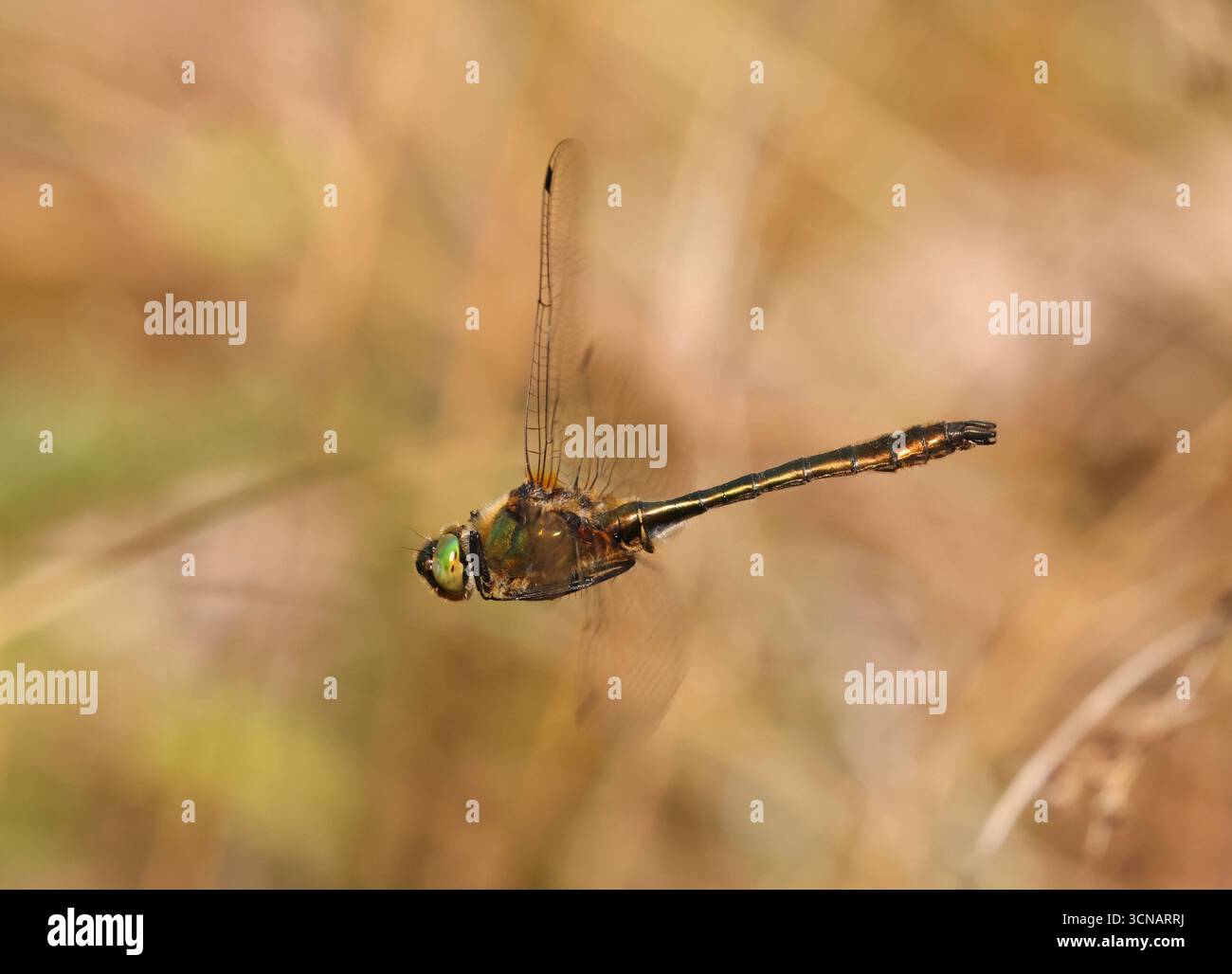 Dragonfly smeraldo in volo - Cordulia aenea Foto Stock