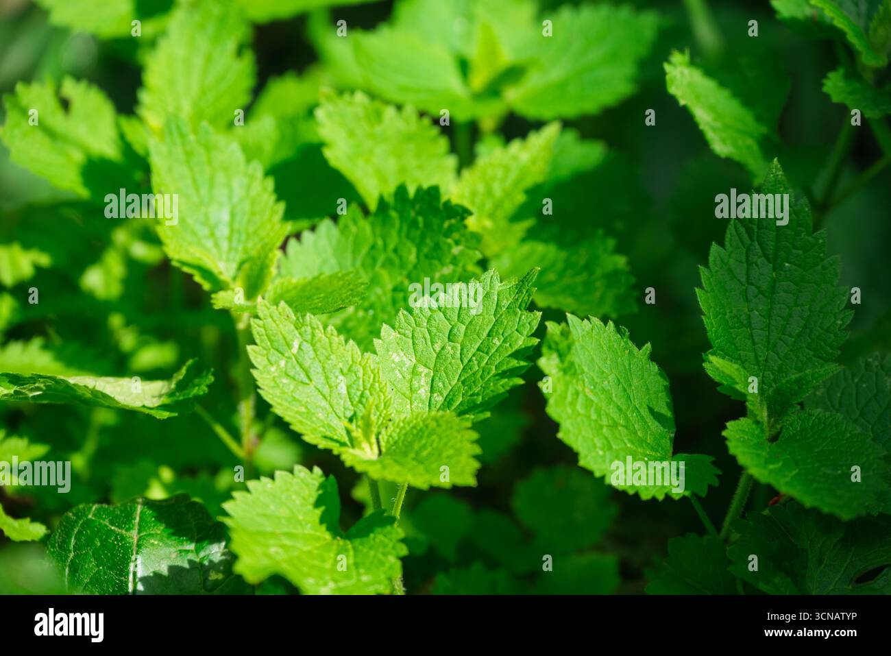 Il balsamo di limone (Melissa officinalis) prospera nel giardino, offrendo le sue foglie profumate per uso culinario e medicinale. Foto Stock