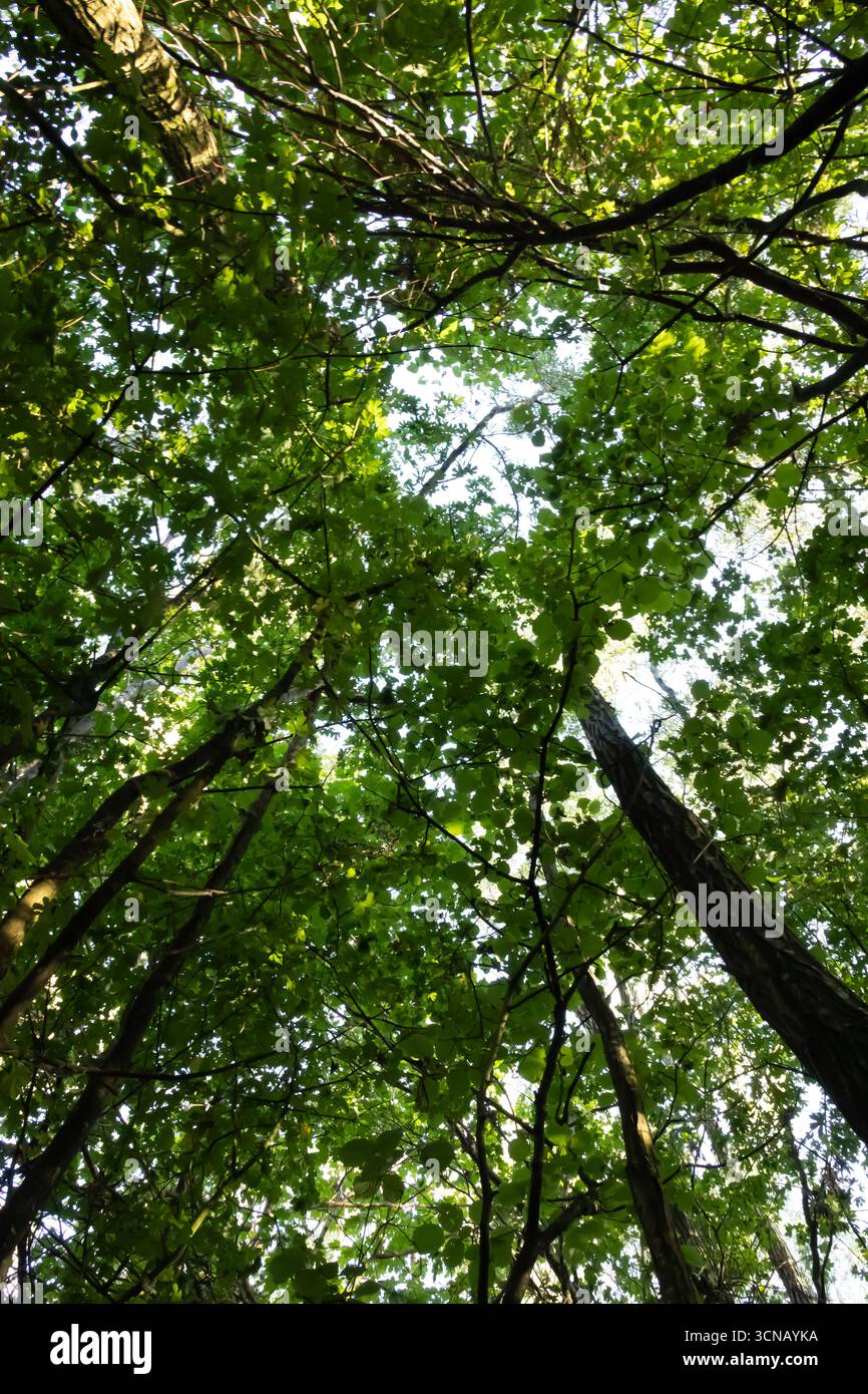 Una vista ad angolo basso che guarda verso l'alto attraverso una fitta tettoia di foglie verdi e rami di alberi verso un cielo luminoso. Foto Stock