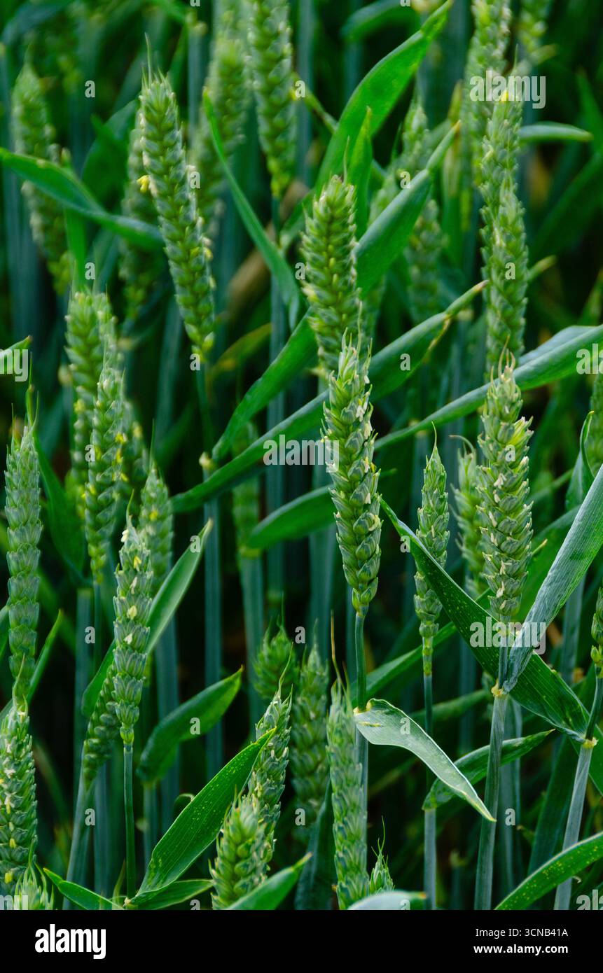 Campo di grano a fine primavera nel Bedfordshire, Inghilterra, Regno Unito Foto Stock
