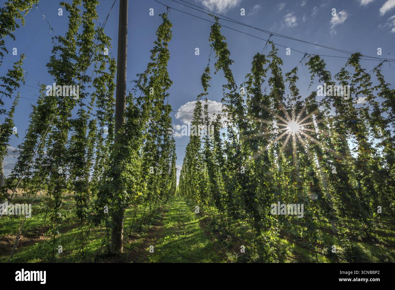 Campo di salto (Humulus) con stella solare, Eckental, Franconia media, Baviera, Germania Foto Stock