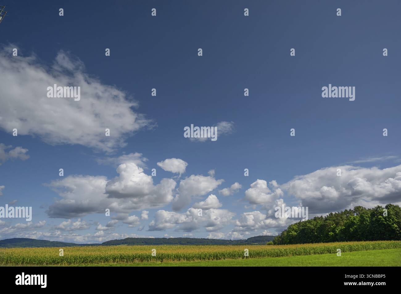 Campo di mais (Zea mays) con cielo nuvoloso, Franconia, Baviera, Germania Foto Stock