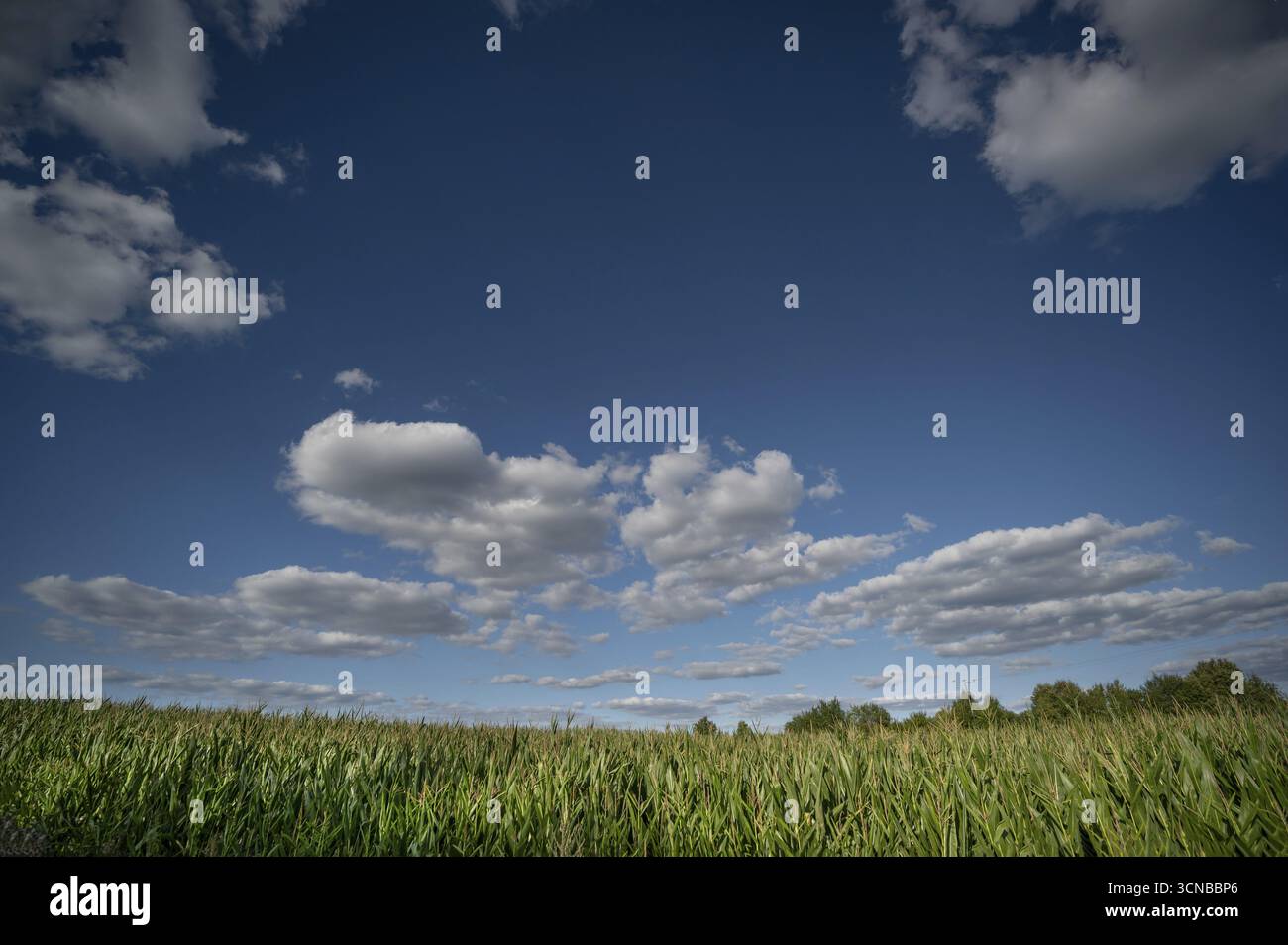 Campo di mais (Zea mays) con cielo nuvoloso, Franconia, Baviera, Germania Foto Stock