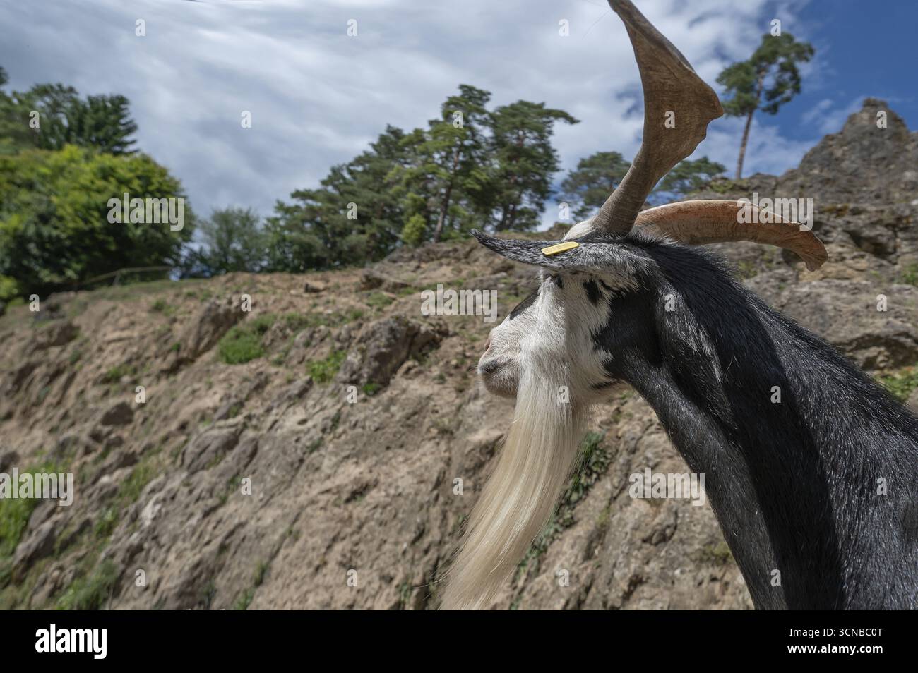 Ritratto di una capra domestica (Capra aegagrus hircus) su una roccia in salita, Obertrubach, alta Franconia, Baviera, Germania Foto Stock