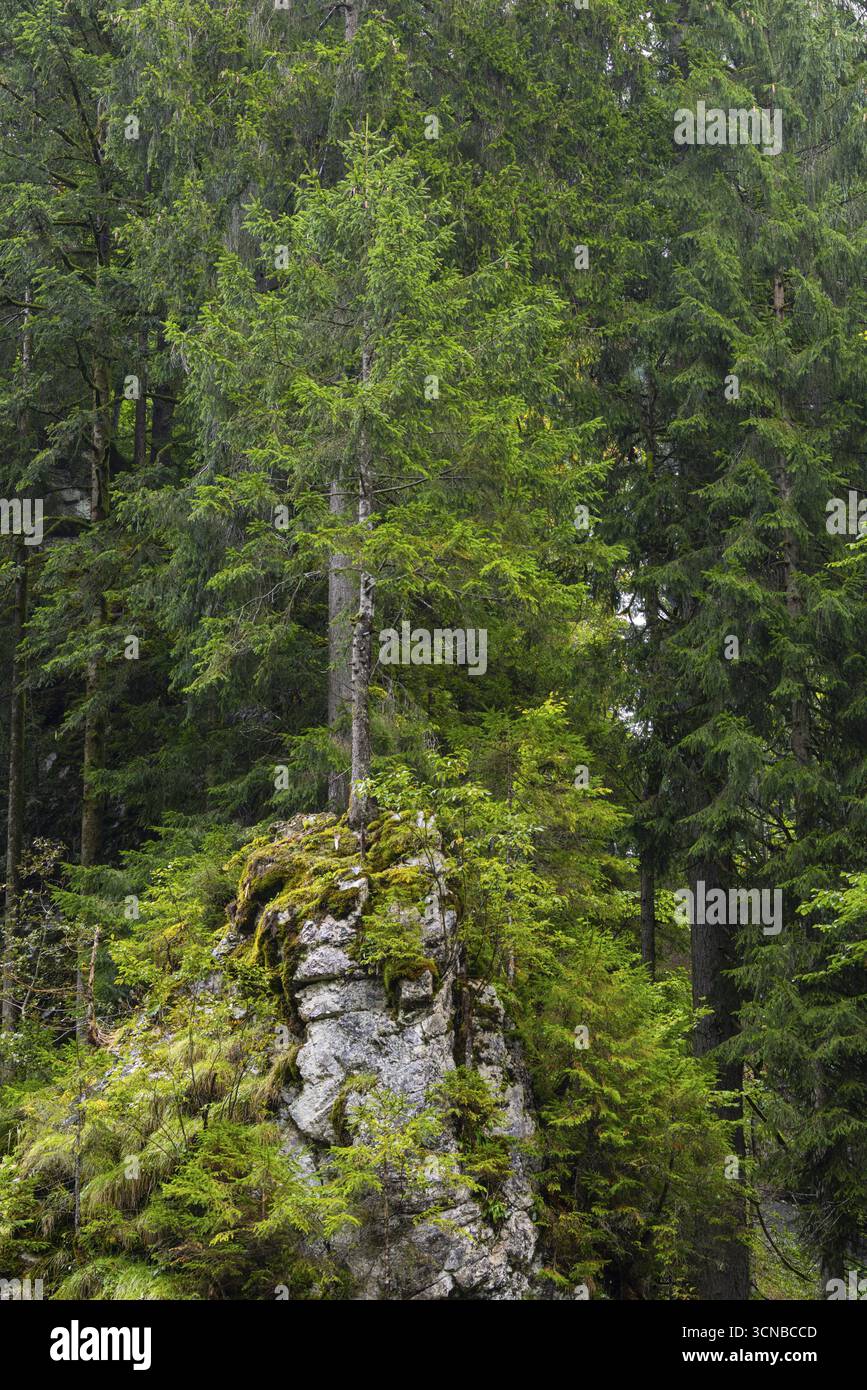 Abete rosso sulla roccia, famiglia degli abeti rossi (Pinaceae), gola di Breitachklamm, Oberstdorf, Alpi Allgaeu, Baviera, Germania Foto Stock